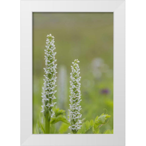 Alaska, Glacier Bay NP White bog orchid White Modern Wood Framed Art Print by Paulson, Don