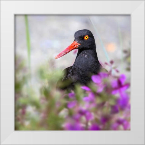 AK, Glacier Bay Black oyster catcher and flowers White Modern Wood Framed Art Print by Paulson, Don