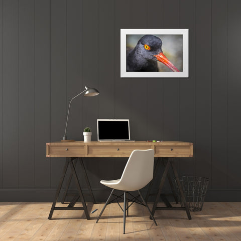 Alaska, Glacier Bay NP Black oyster catcher bird White Modern Wood Framed Art Print by Paulson, Don