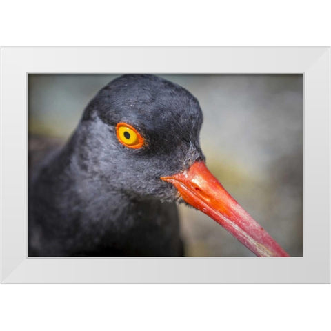 Alaska, Glacier Bay NP Black oyster catcher bird White Modern Wood Framed Art Print by Paulson, Don