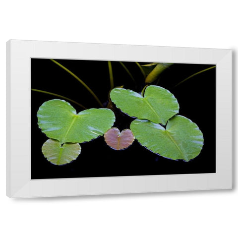 AK, Glacier Bay NP Pond lily in Dundas Bay White Modern Wood Framed Art Print by Paulson, Don