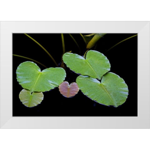 AK, Glacier Bay NP Pond lily in Dundas Bay White Modern Wood Framed Art Print by Paulson, Don