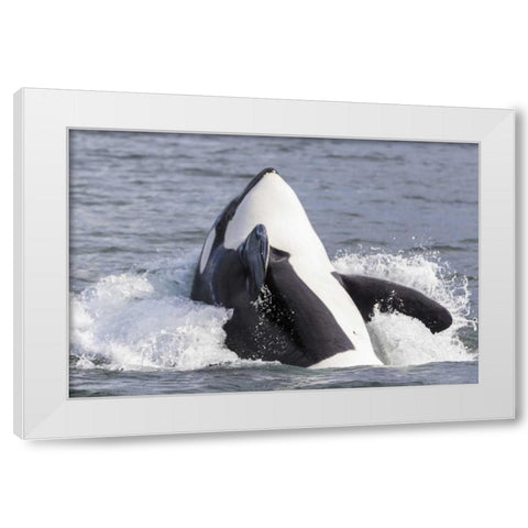 USA, Alaska Orca whale breaching White Modern Wood Framed Art Print by Paulson, Don