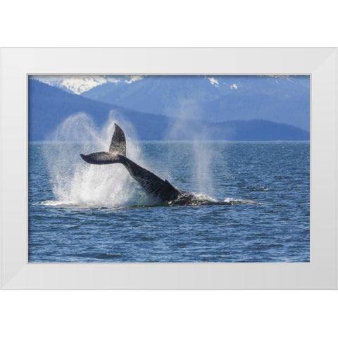 USA, Alaska Orca whale, tail lobbing White Modern Wood Framed Art Print by Paulson, Don