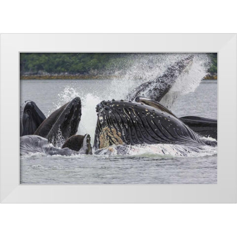 USA, Alaska Humpback whales bubble net feeding White Modern Wood Framed Art Print by Paulson, Don
