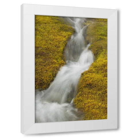 AK, Glacier Bay NP Stream cascade amid moss White Modern Wood Framed Art Print by Paulson, Don