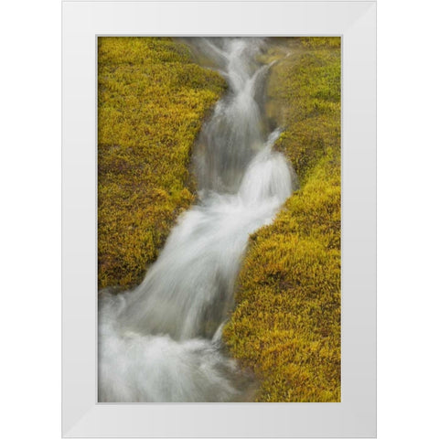 AK, Glacier Bay NP Stream cascade amid moss White Modern Wood Framed Art Print by Paulson, Don