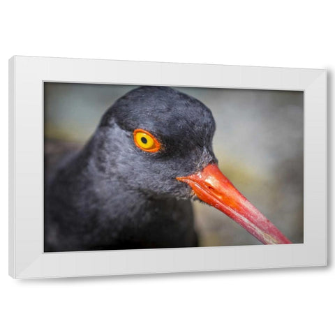 Alaska, Glacier Bay NP Black oystercatcher bird White Modern Wood Framed Art Print by Paulson, Don