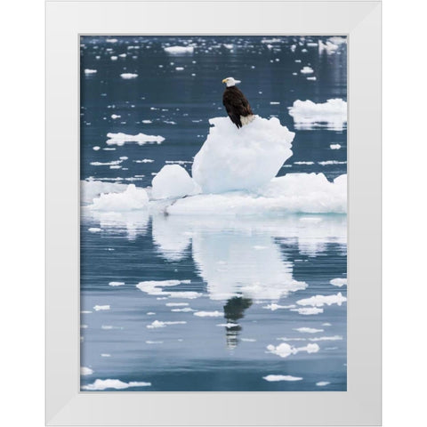 Alaska, Glacier Bay NP Bald eagle on iceberg White Modern Wood Framed Art Print by Paulson, Don