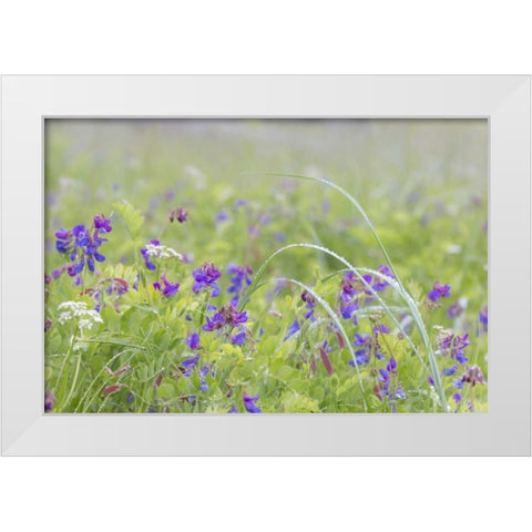 Alaska, Glacier Bay NP Wildflowers in meadow White Modern Wood Framed Art Print by Paulson, Don