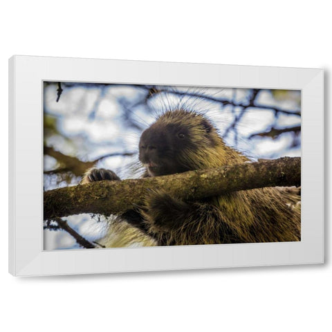 Alaska, Glacier Bay NP Porcupine in a tree White Modern Wood Framed Art Print by Paulson, Don