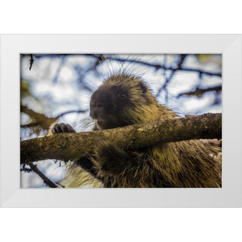 Alaska, Glacier Bay NP Porcupine in a tree White Modern Wood Framed Art Print by Paulson, Don