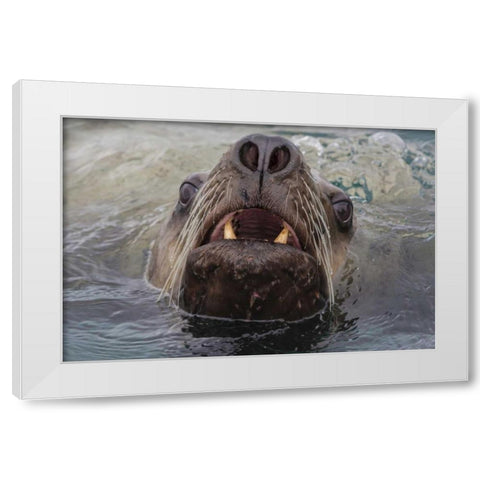 Alaska Stellar sea lion face in water White Modern Wood Framed Art Print by Paulson, Don