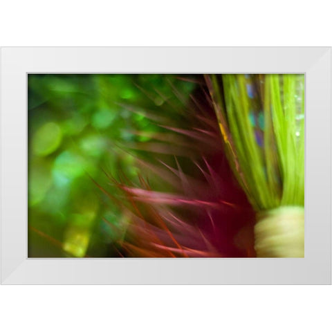 AK, Lake Clark NP Abstract of fishing flies White Modern Wood Framed Art Print by Paulson, Don