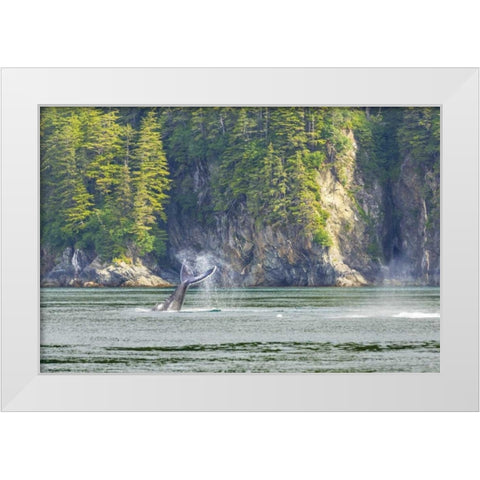 Alaska Humpback whale tail lobbing White Modern Wood Framed Art Print by Paulson, Don