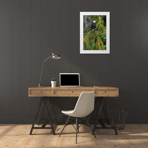USA, Alaska Bald eagle in mossy tree White Modern Wood Framed Art Print by Rotenberg, Nancy