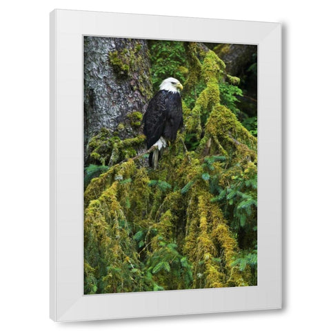 USA, Alaska Bald eagle in mossy tree White Modern Wood Framed Art Print by Rotenberg, Nancy