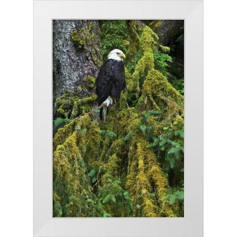 USA, Alaska Bald eagle in mossy tree White Modern Wood Framed Art Print by Rotenberg, Nancy