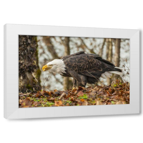 Alaska, Chilkat Preserve Bald eagle on ground White Modern Wood Framed Art Print by Illg, Cathy and Gordon