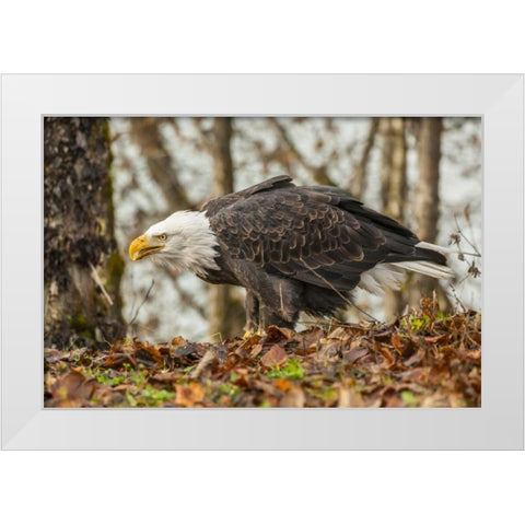Alaska, Chilkat Preserve Bald eagle on ground White Modern Wood Framed Art Print by Illg, Cathy and Gordon