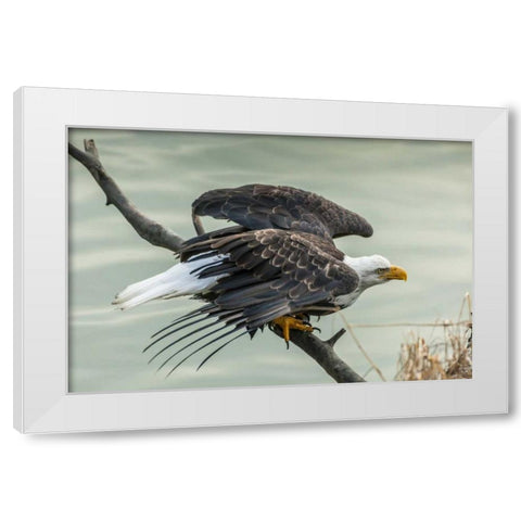 AK, Chilkat Bald eagle taking flight White Modern Wood Framed Art Print by Illg, Cathy and Gordon