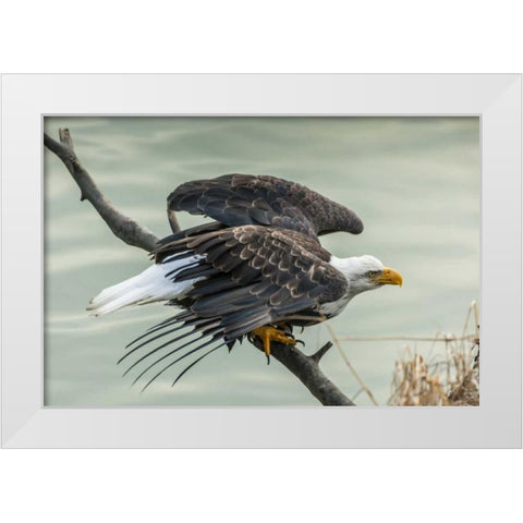 AK, Chilkat Bald eagle taking flight White Modern Wood Framed Art Print by Illg, Cathy and Gordon