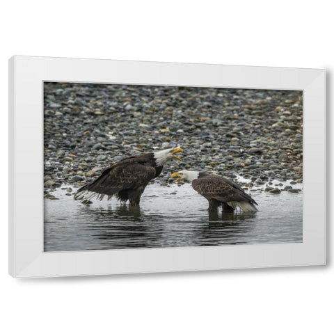 AK, Chilkat Bald eagles calling White Modern Wood Framed Art Print by Illg, Cathy and Gordon