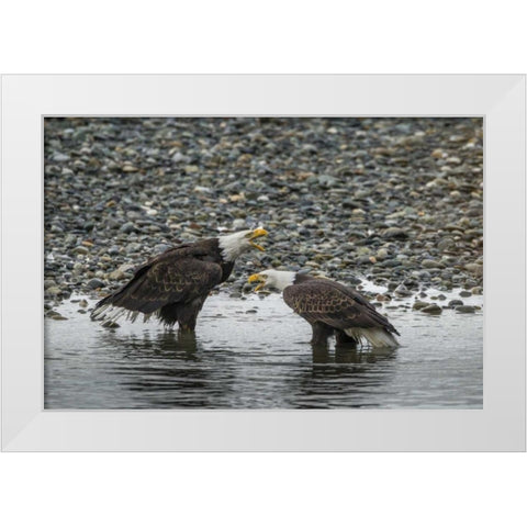 AK, Chilkat Bald eagles calling White Modern Wood Framed Art Print by Illg, Cathy and Gordon