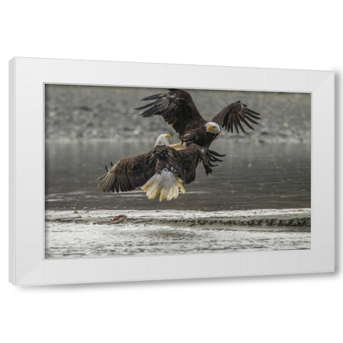 AK, Chilkat Bald eagles fighting in the air White Modern Wood Framed Art Print by Illg, Cathy and Gordon