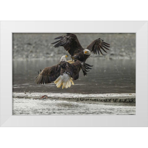 AK, Chilkat Bald eagles fighting in the air White Modern Wood Framed Art Print by Illg, Cathy and Gordon