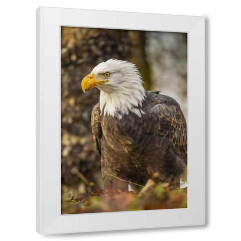 Alaska, Chilkat Preserve Bald eagle on ground White Modern Wood Framed Art Print by Illg, Cathy and Gordon