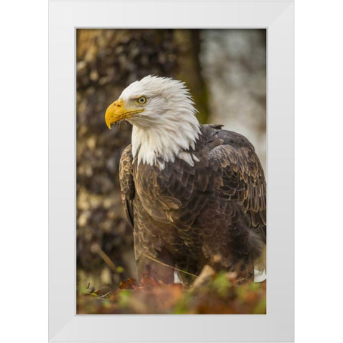 Alaska, Chilkat Preserve Bald eagle on ground White Modern Wood Framed Art Print by Illg, Cathy and Gordon