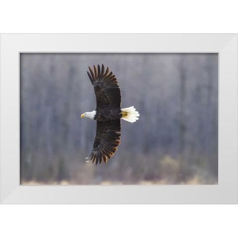 Alaska, Chilkat Preserve Bald eagle in flight White Modern Wood Framed Art Print by Illg, Cathy and Gordon