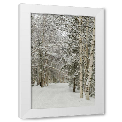 USA, Alaska Snow-covered birch and spruce forest White Modern Wood Framed Art Print by Illg, Cathy and Gordon