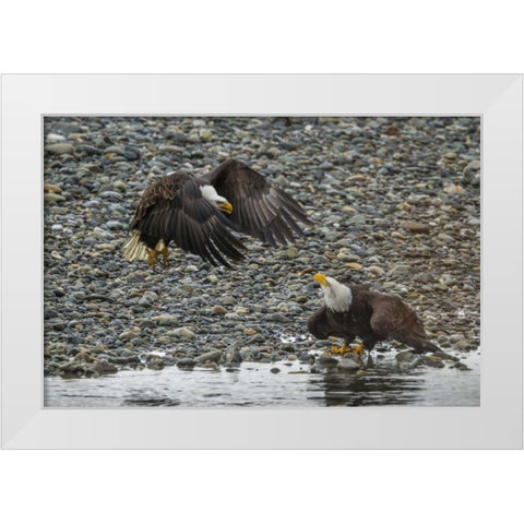 AK, Chilkat Bald eagle fight for fish White Modern Wood Framed Art Print by Illg, Cathy and Gordon