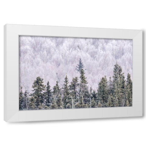 Alaska-Fairbanks Frosty forest landscape White Modern Wood Framed Art Print by Jaynes Gallery