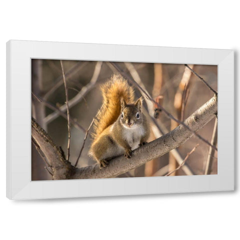 Alaska-Fairbanks Red squirrel in tree White Modern Wood Framed Art Print by Jaynes Gallery