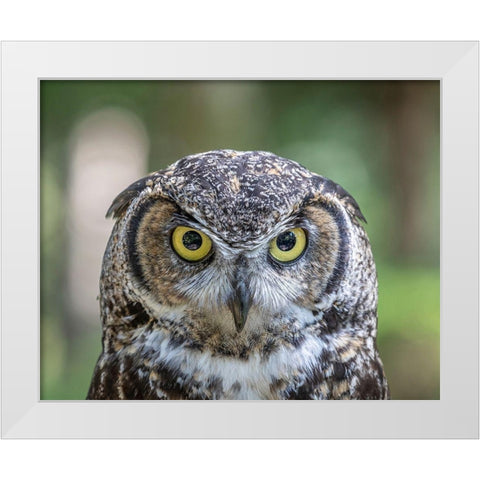 Alaska-Sitka Great horned owl at Alaska Raptor Center  White Modern Wood Framed Art Print by Jaynes Gallery
