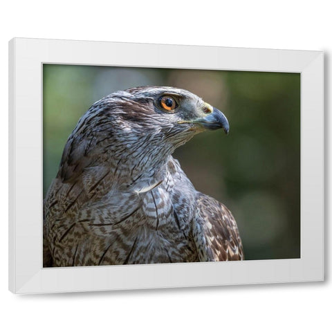 Alaska-Sitka Northern goshawk captive at Alaska Raptor Center  White Modern Wood Framed Art Print by Jaynes Gallery