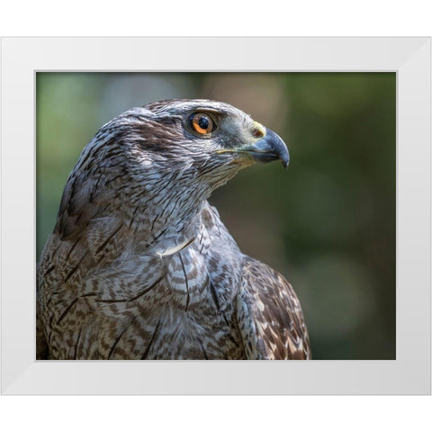 Alaska-Sitka Northern goshawk captive at Alaska Raptor Center  White Modern Wood Framed Art Print by Jaynes Gallery