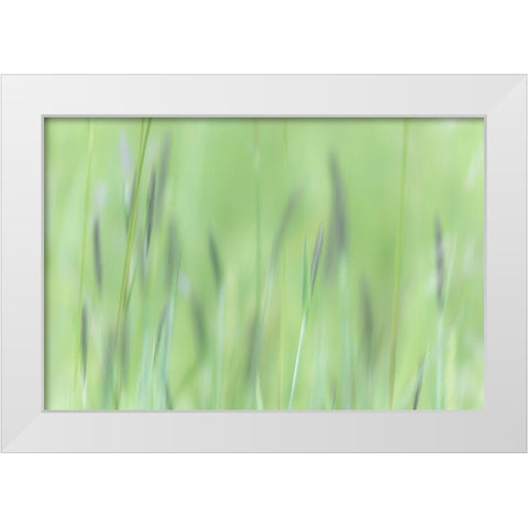 Alaska-Tongass National Forest Abstract of meadow grass  White Modern Wood Framed Art Print by Jaynes Gallery
