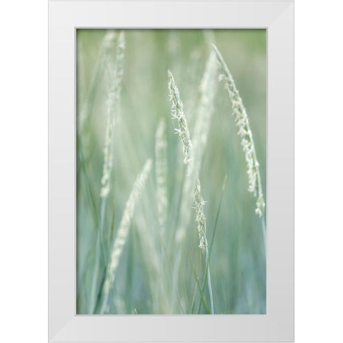 Alaska-Tongass National Forest Abstract of beach rye grass  White Modern Wood Framed Art Print by Jaynes Gallery