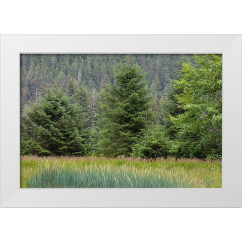 Alaska-Tongass National Forest Meadow and forest landscape  White Modern Wood Framed Art Print by Jaynes Gallery