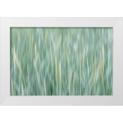 Alaska-Tongass National Forest Abstract of meadow grass  White Modern Wood Framed Art Print by Jaynes Gallery