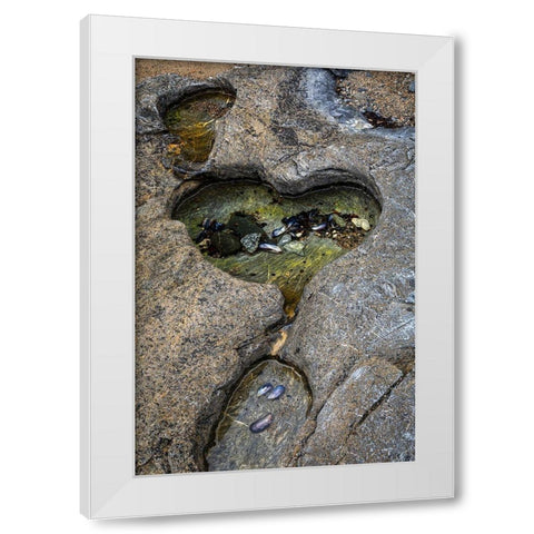 Alaska-Chichagof Island-Basket Bay Heart-shaped pool in rock  White Modern Wood Framed Art Print by Jaynes Gallery