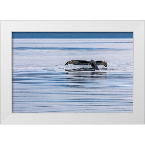 Alaska-Chatham Strait Humpback whale diving  White Modern Wood Framed Art Print by Jaynes Gallery