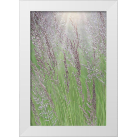 Alaska-Juneau Sunlit grass in meadow  White Modern Wood Framed Art Print by Jaynes Gallery