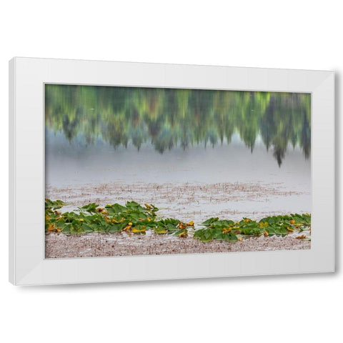 Alaska-Sitka Forest reflection in Swan Lake  White Modern Wood Framed Art Print by Jaynes Gallery