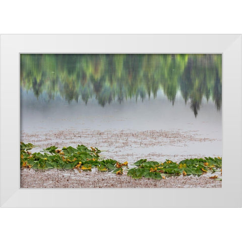 Alaska-Sitka Forest reflection in Swan Lake  White Modern Wood Framed Art Print by Jaynes Gallery