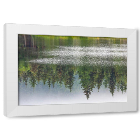 Alaska-Sitka Forest reflection in Swan Lake  White Modern Wood Framed Art Print by Jaynes Gallery